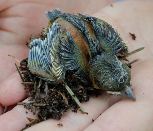 Foto_Vogeltje_bewerkt